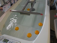 ゆず湯